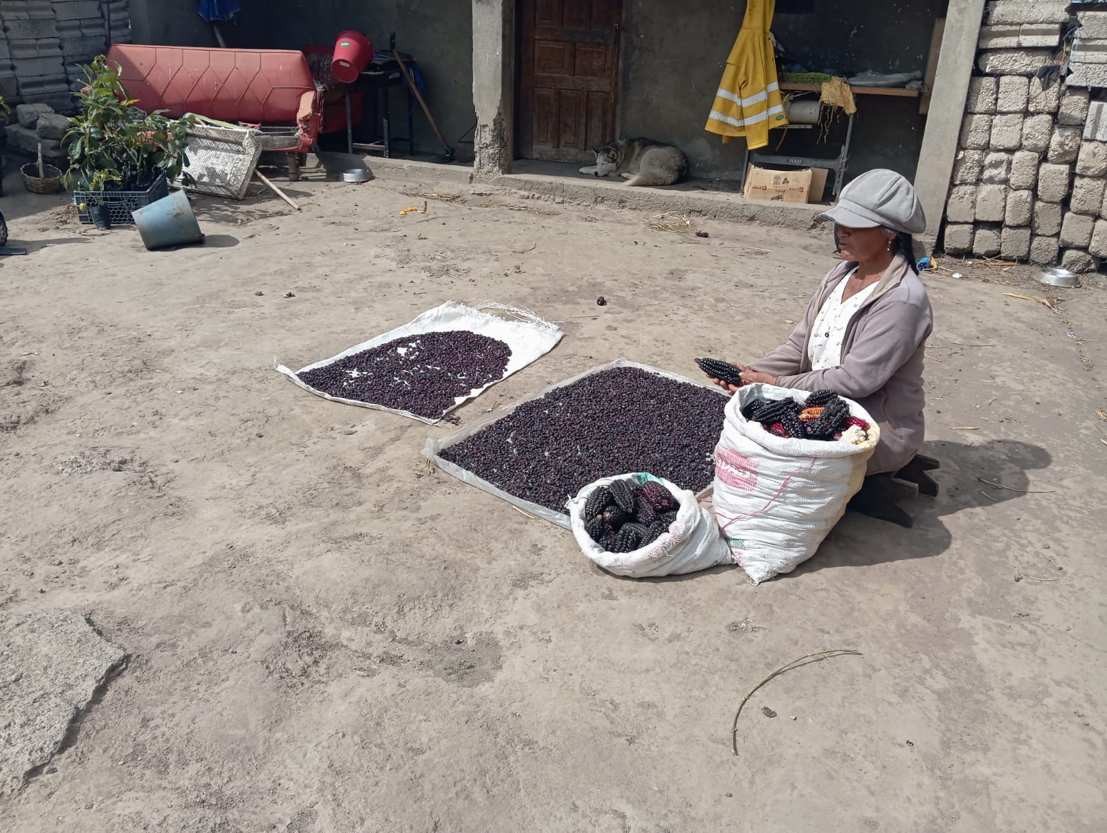 LA TRADICIÓN DE LA HARINA DE MAÍZ NEGRO EN LA PARROQUIA PICAIHUA: UN LEGADO ANCESTRAL PARA EL DÍA DE LOS DIFUNTOS